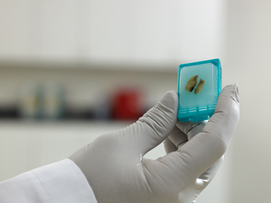 Bay Biosciences FFPE Tissue Block 1